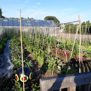 VISITE DU POTAGER URBAN FARM