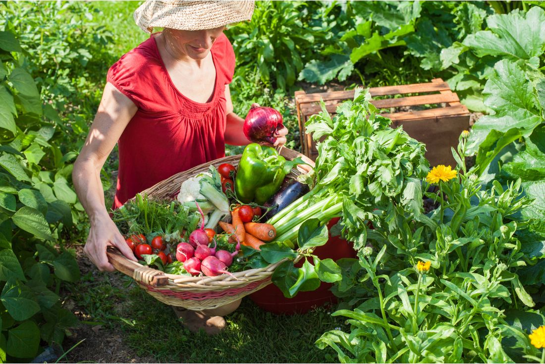 récoltes de légumes