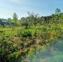 18d5b5_03010ebdad364acea39b5de11db5f95f~mv2