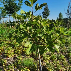 18d5b5_1397265047c5422c94135946bf2bbe0c~mv2