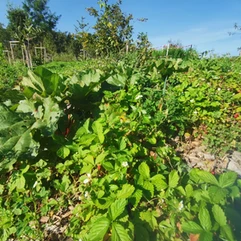 18d5b5_81ef5d246a1a40e4898970aa9ee831f6~mv2