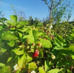 18d5b5_864b2d871d3642269b2ec33097360556~mv2