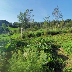 18d5b5_cf6127c0418843b1912a8a750f55f49d~mv2