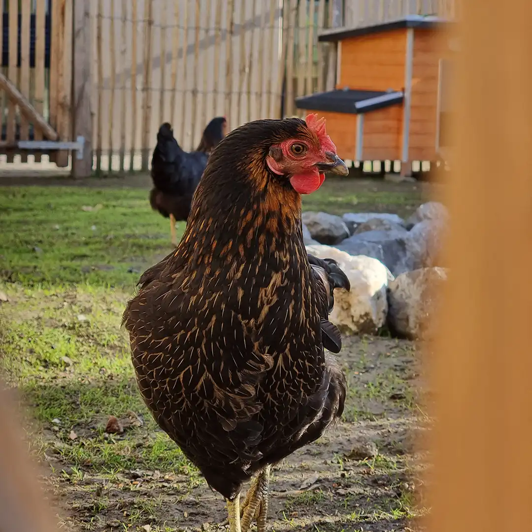 18d5b5_dda1e6ed146e4433abc9d145ee8a62ae~mv2