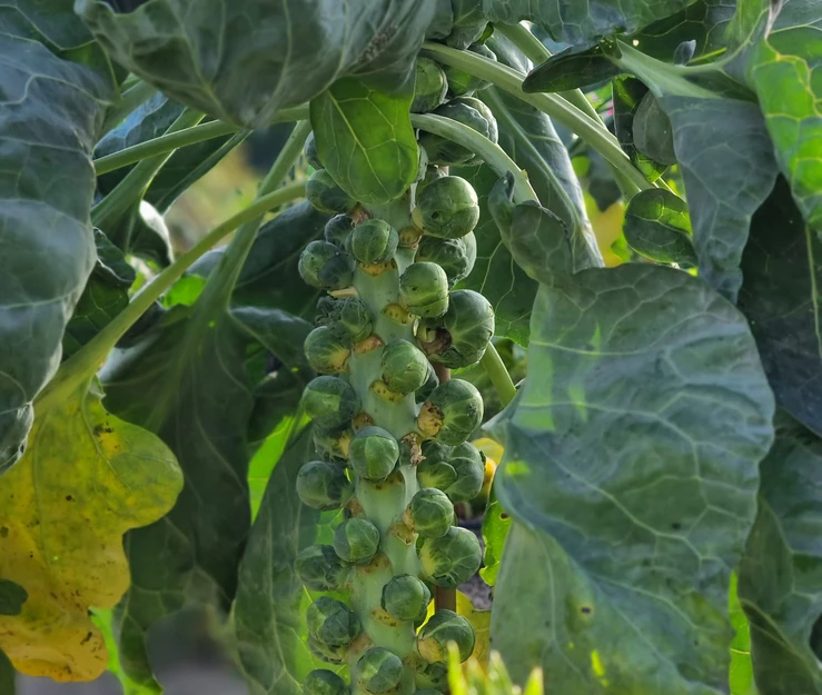 18d5b5_df64ed1c57b54fa88eb531655edb500a~mv2