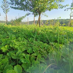 18d5b5_e39b9943321f4fadb523c846f3e2dd69~mv2