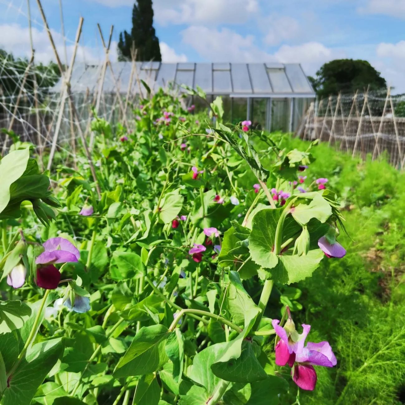 fleurs de petits pois