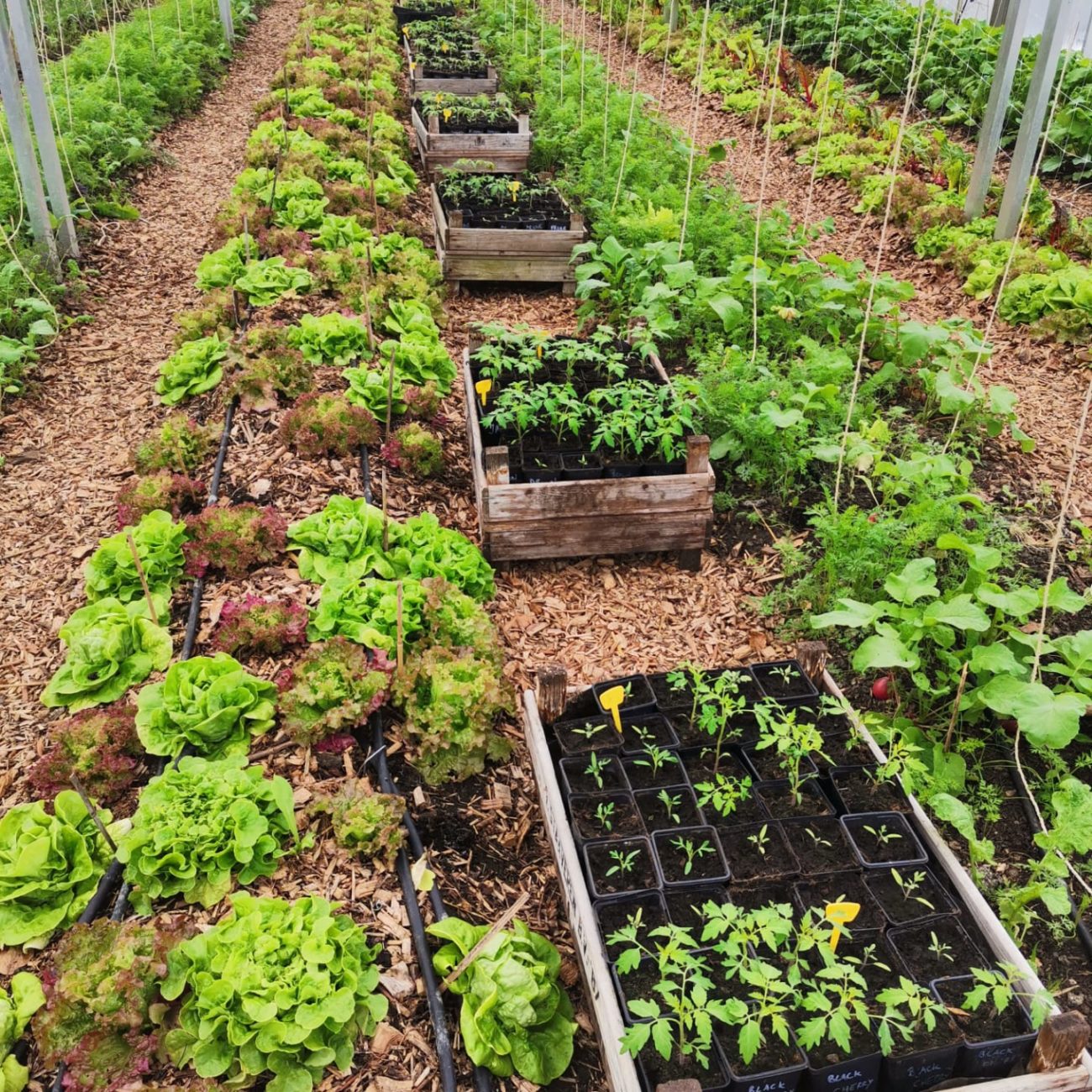 semis de tomates en cours