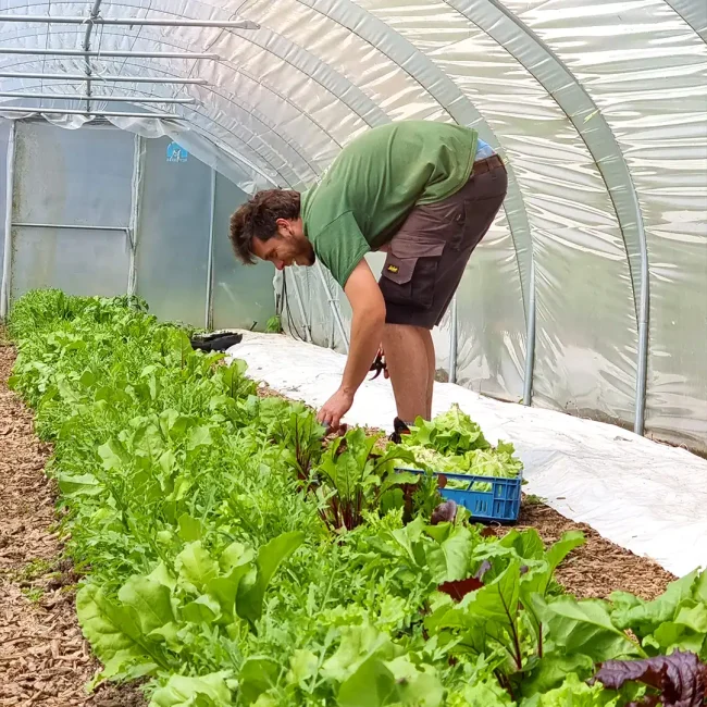 Récolte de mescluns