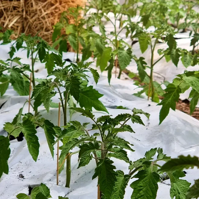 Jeunes plants de tomates