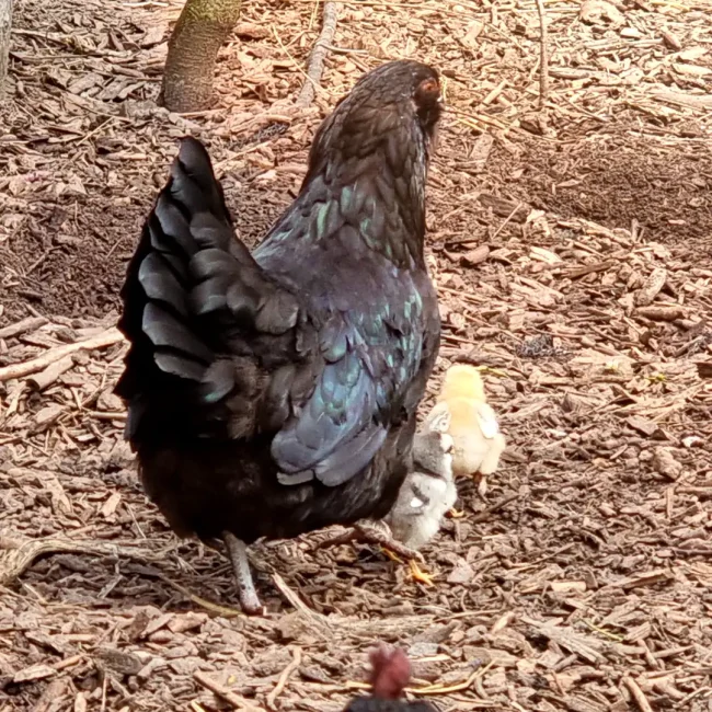 Petits nouveaux au poulailler