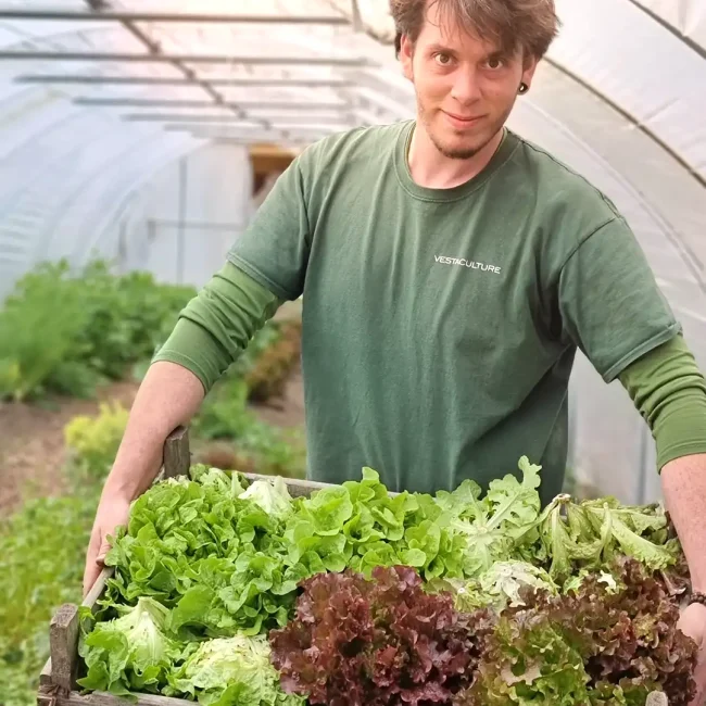 La récolte de salades