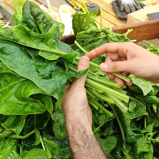 Des épinards géants