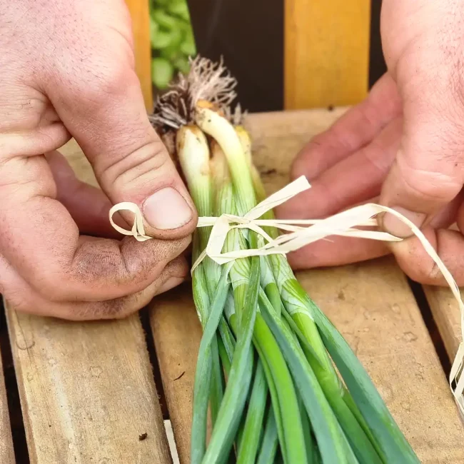 Le soin des récoltes