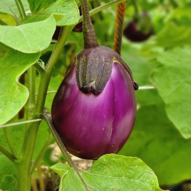 Variétés d'aubergines