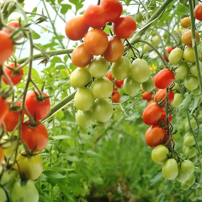 Encore des tomates
