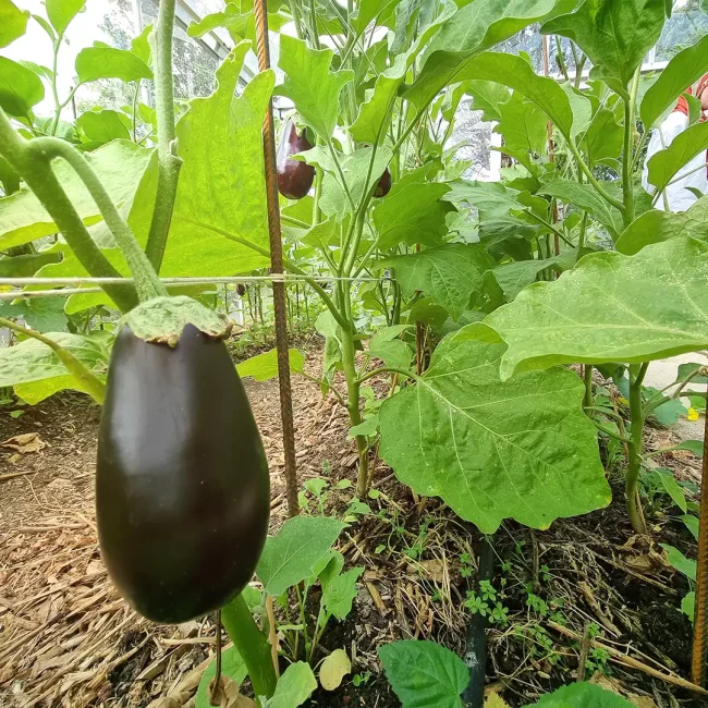 Aubergines