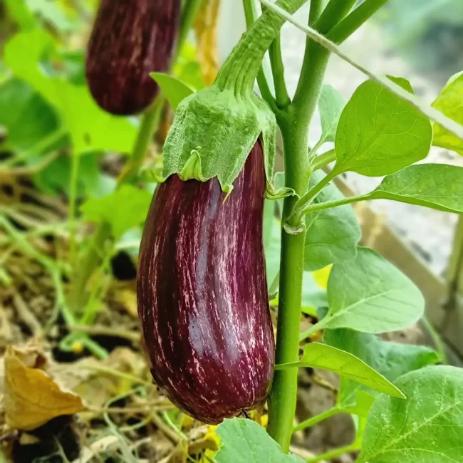 Aubergines