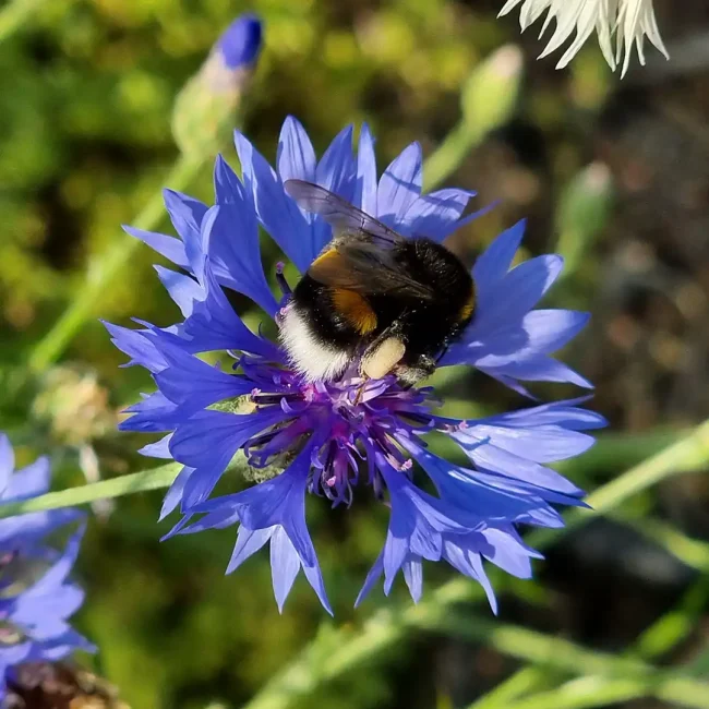 Les fleurs du potager