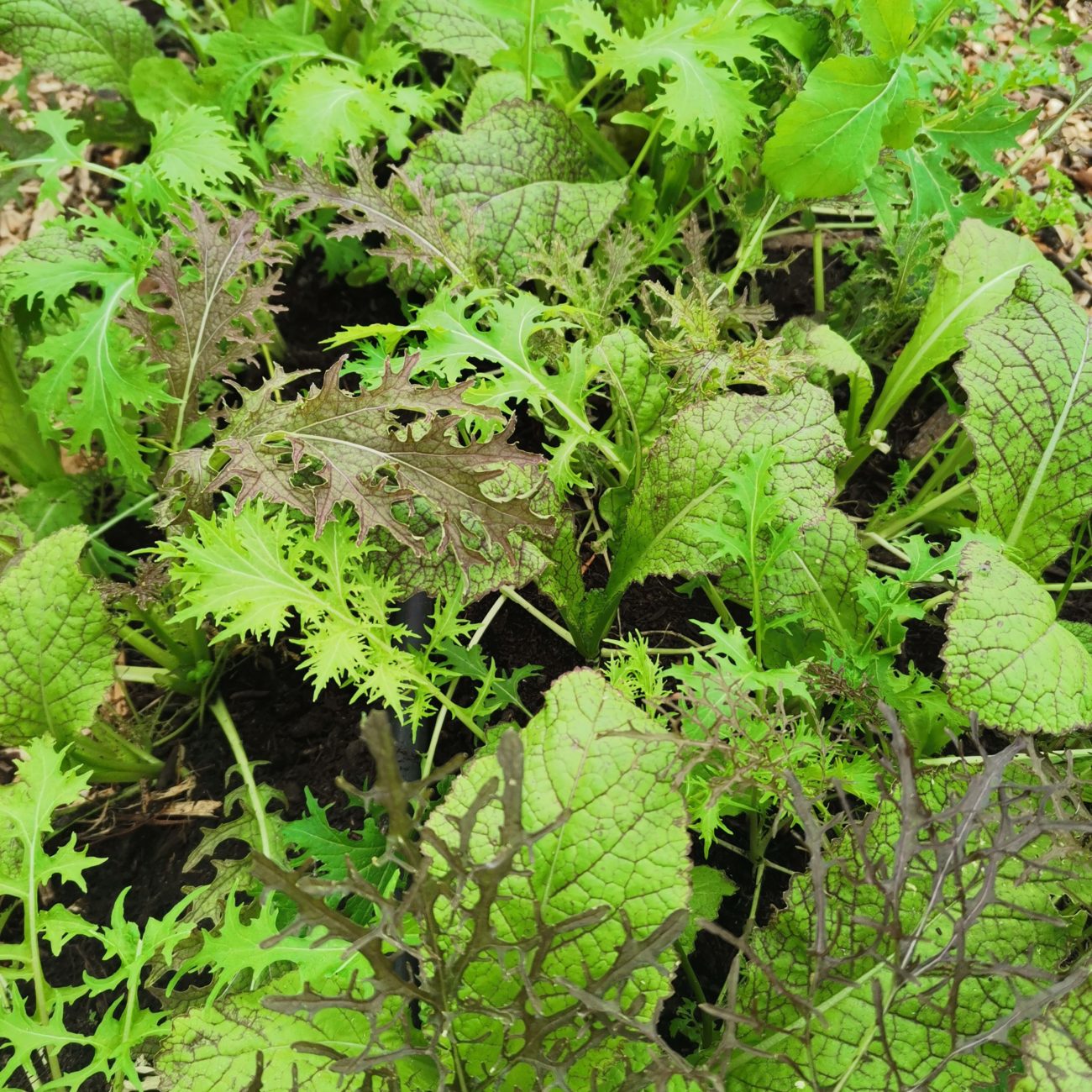 mélange de salades asiatiques