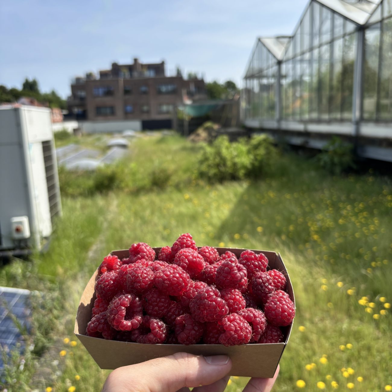 délices sucrés à Urban Farm