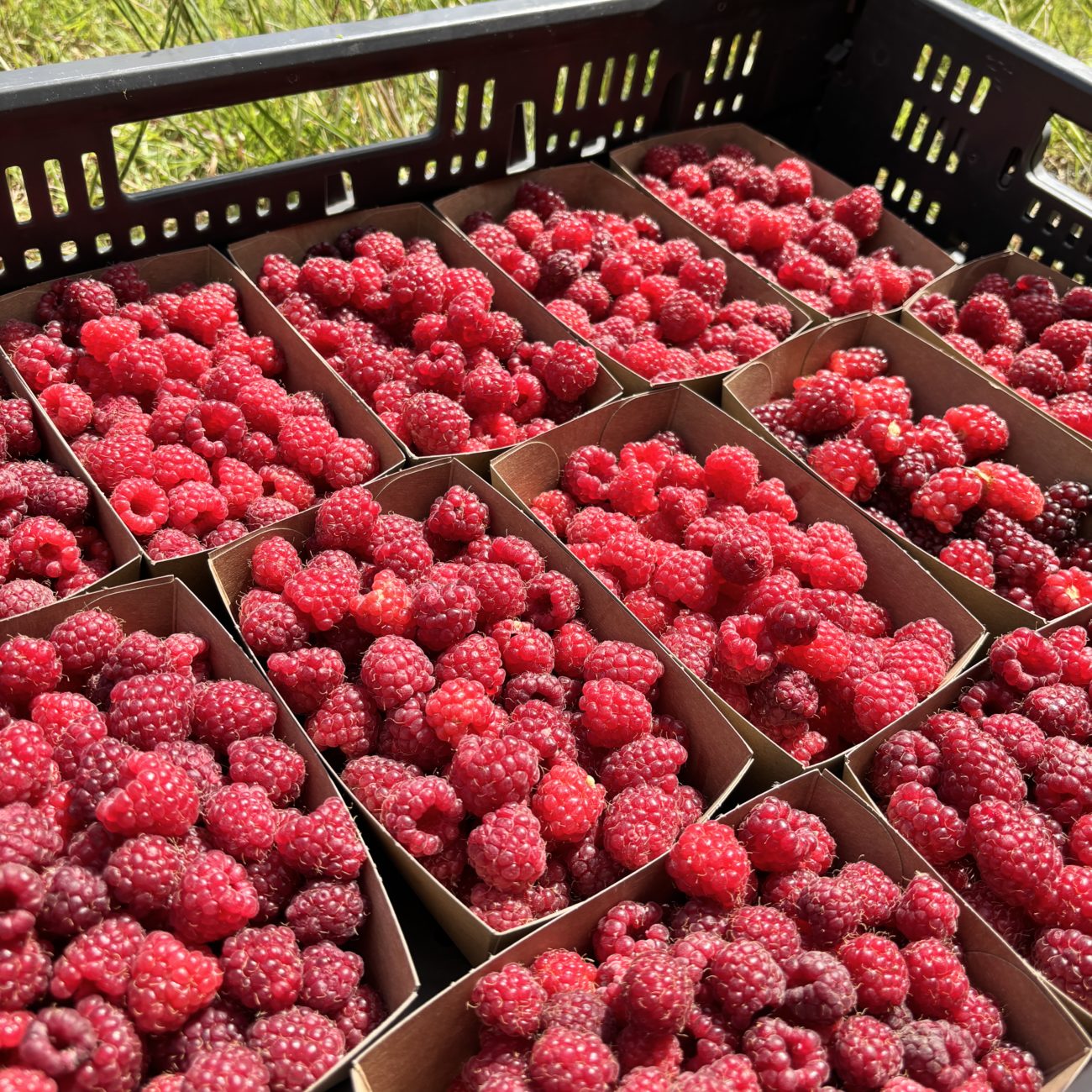 les framboises d'Urban Farm