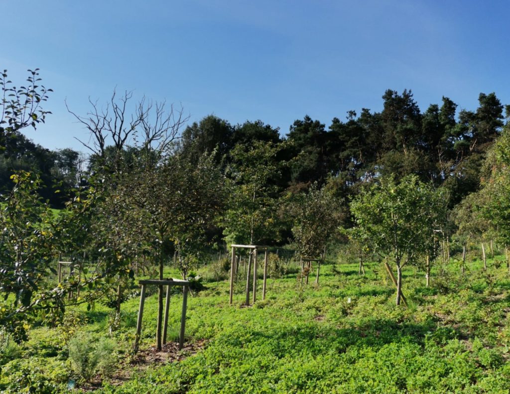 La forêt comestible