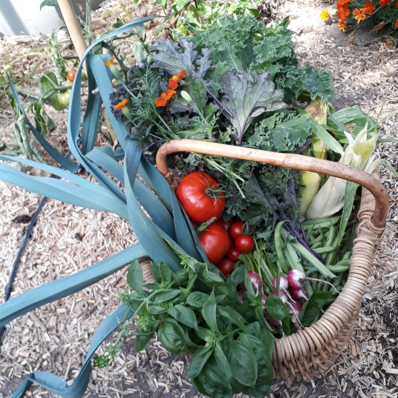 Panier de saison. Radis, chou kale, poireau, maïs, haricots, tomates, basilic