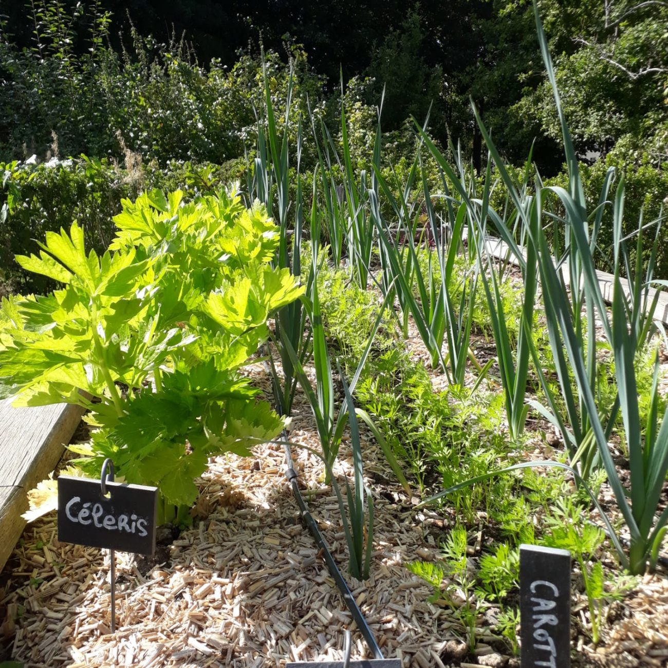 Planche légumes d hiver Mme Kaisin