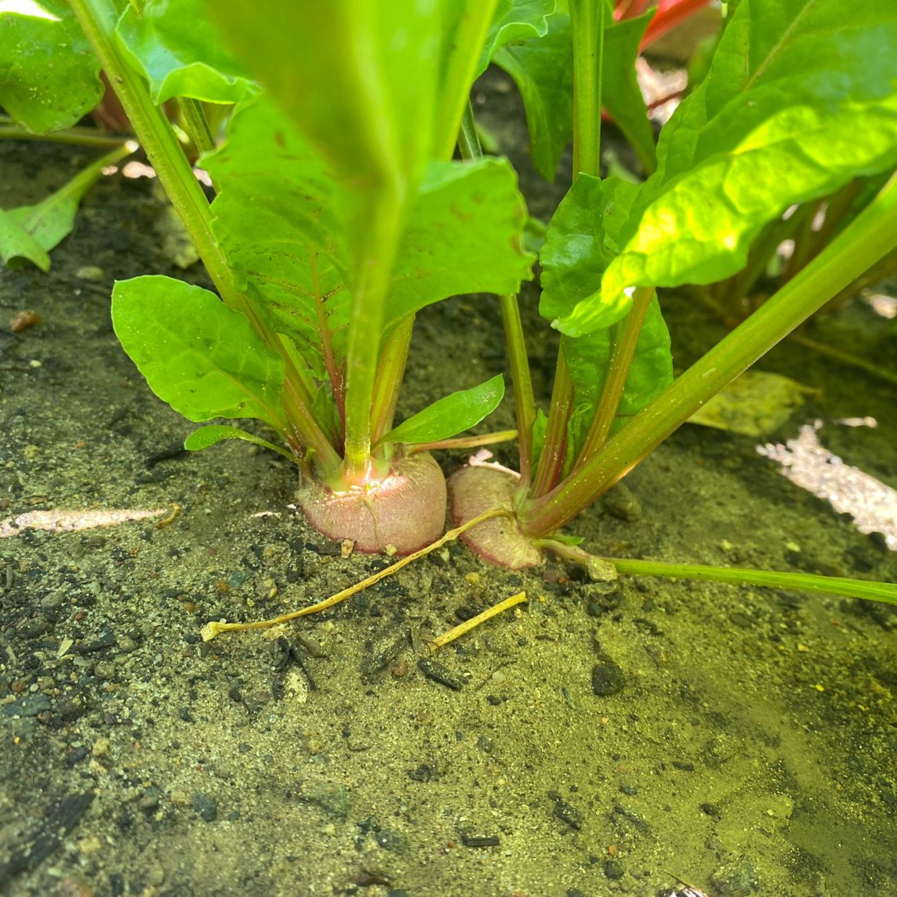 WhatsApp Image 2023-06-12 at 12.27.10 (2)