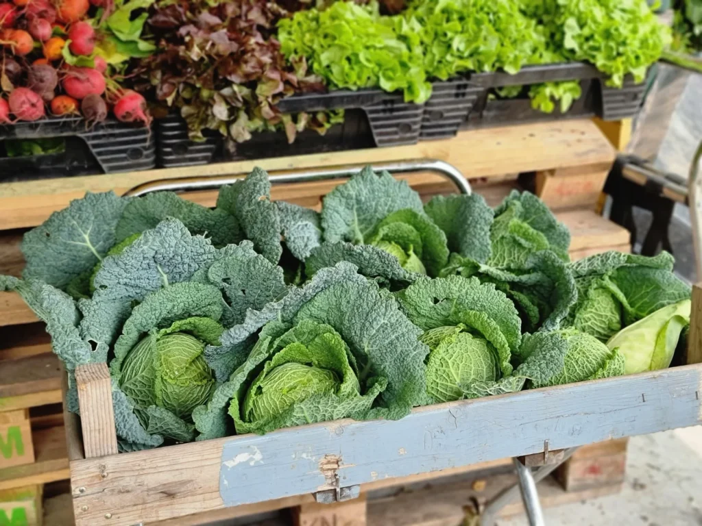 récolte de choux verts