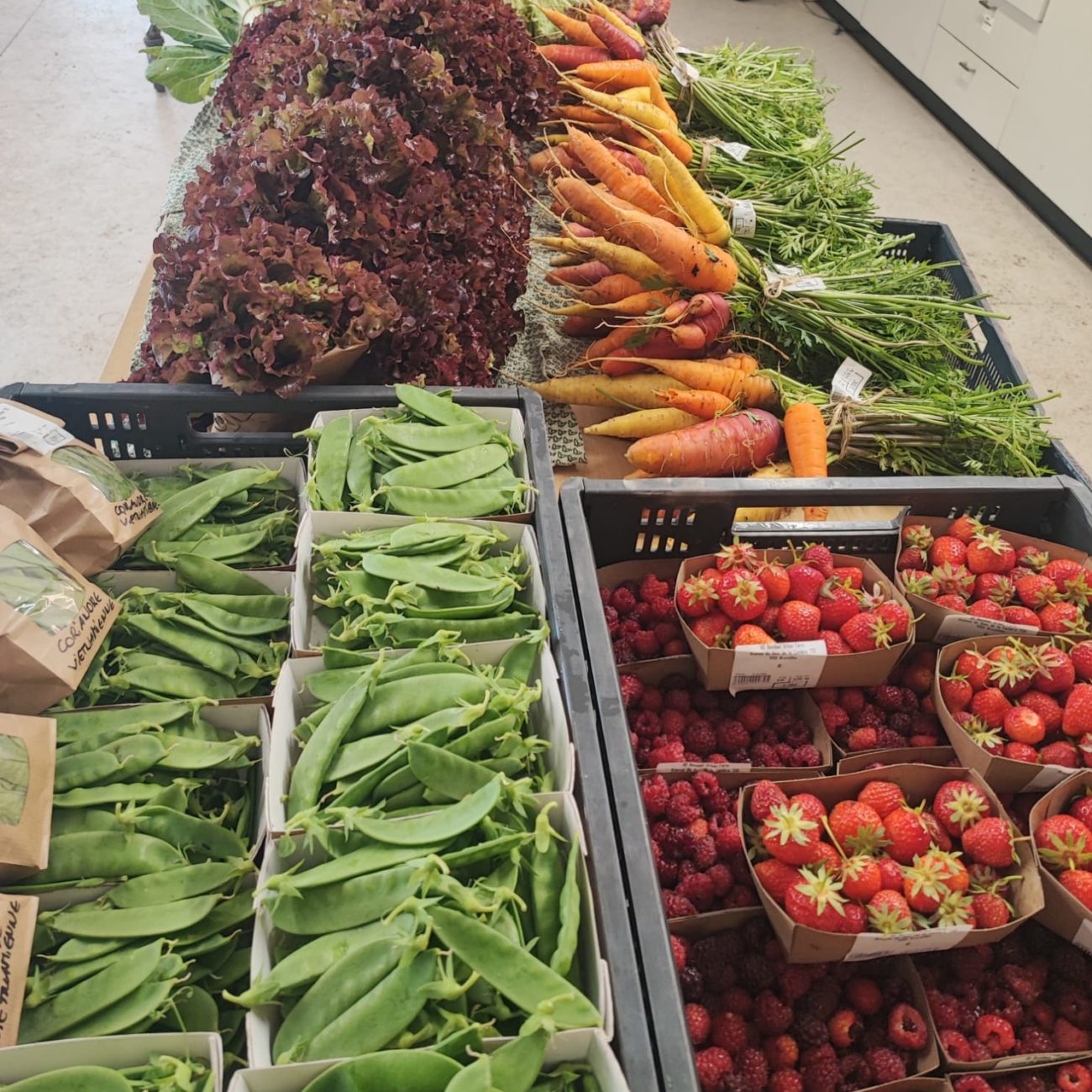 récoltes d'été Urban Farm