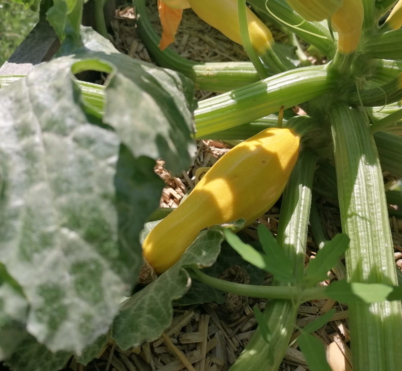 WhatsApp Image 2025-08-13 at 16.42.10 (1)