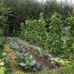 Tipis de haricots jouant les haies