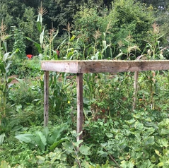 Abris extérieur de tomates