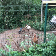 Intégrerons les animaux