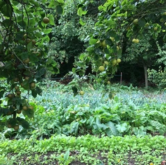 Jungle de nourriture