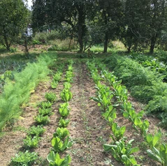 Cultures de légumes : rangs alternés
