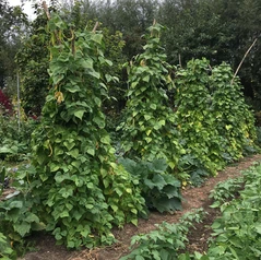 Tipis de haricots magiques