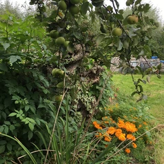 Dégringolade de fruits