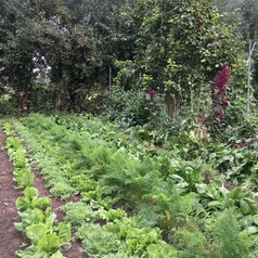 Cultures en rangs associés