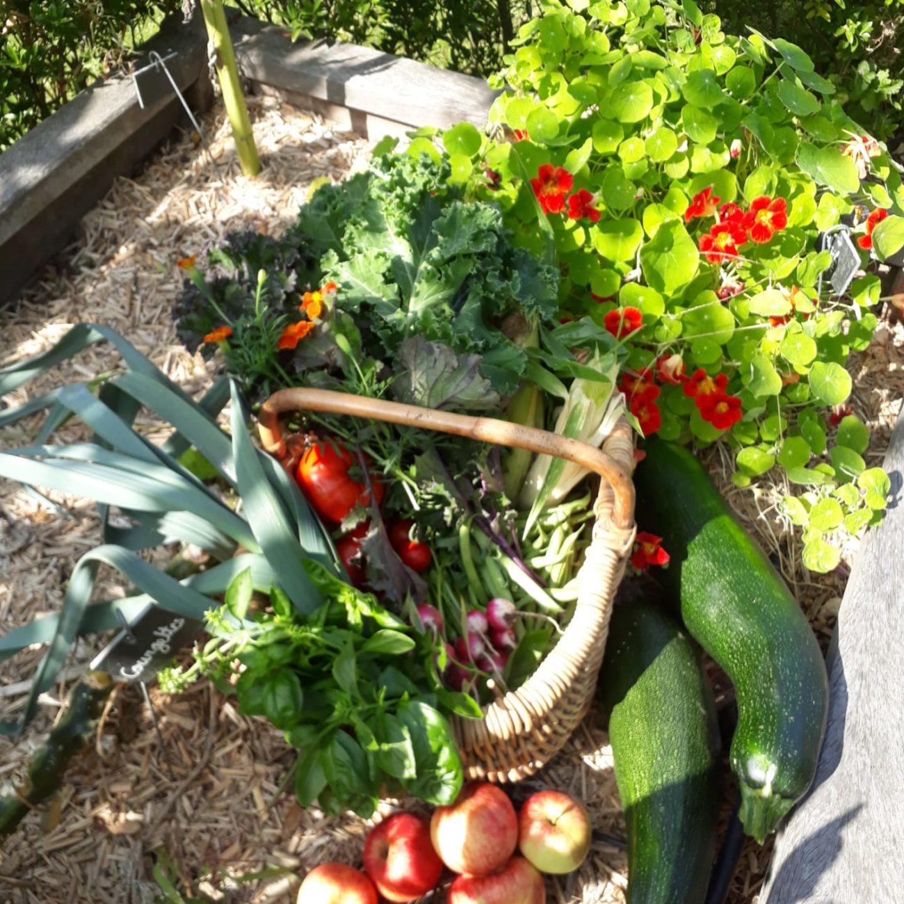 légumes potager Mme Kaisin