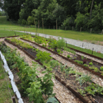 potager en pleine terre