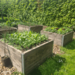 bacs potager