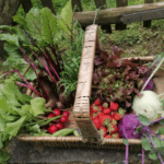 récoltes abondantes de fruits et légumes au potager