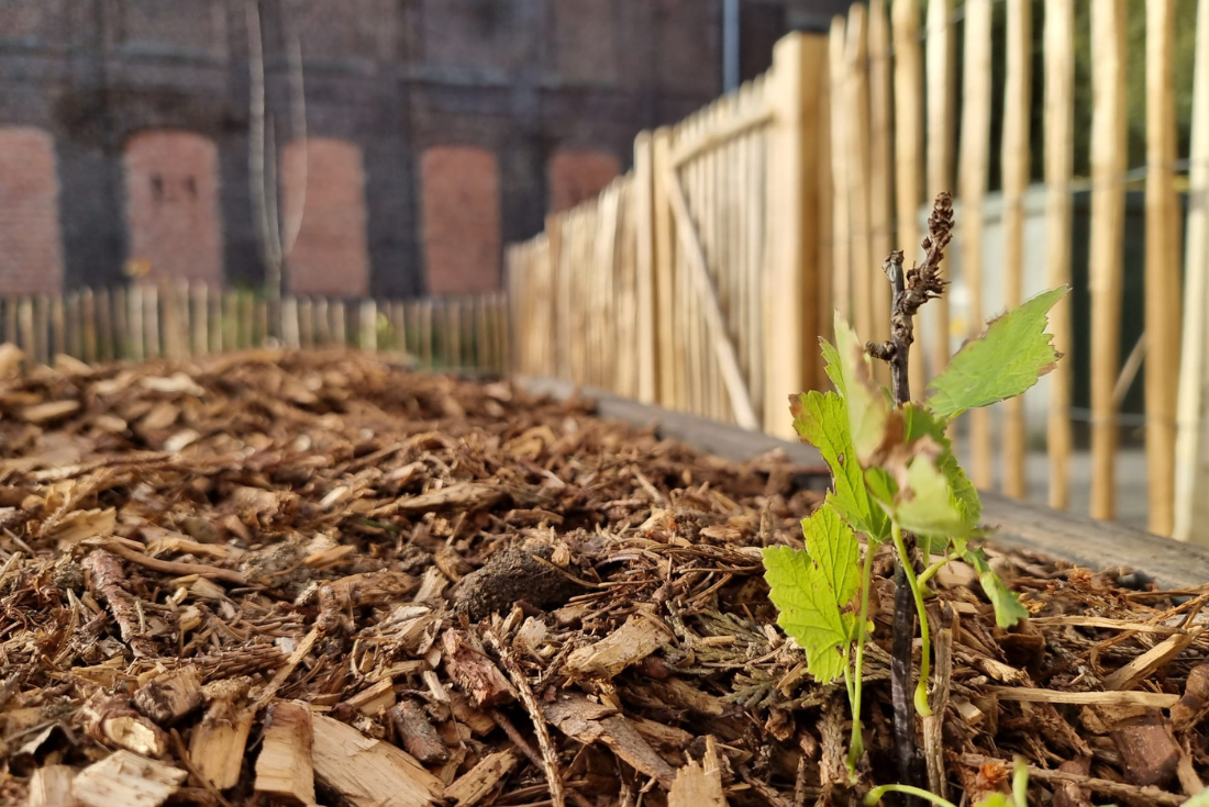 protéger le sol au jardin nourricier paillage