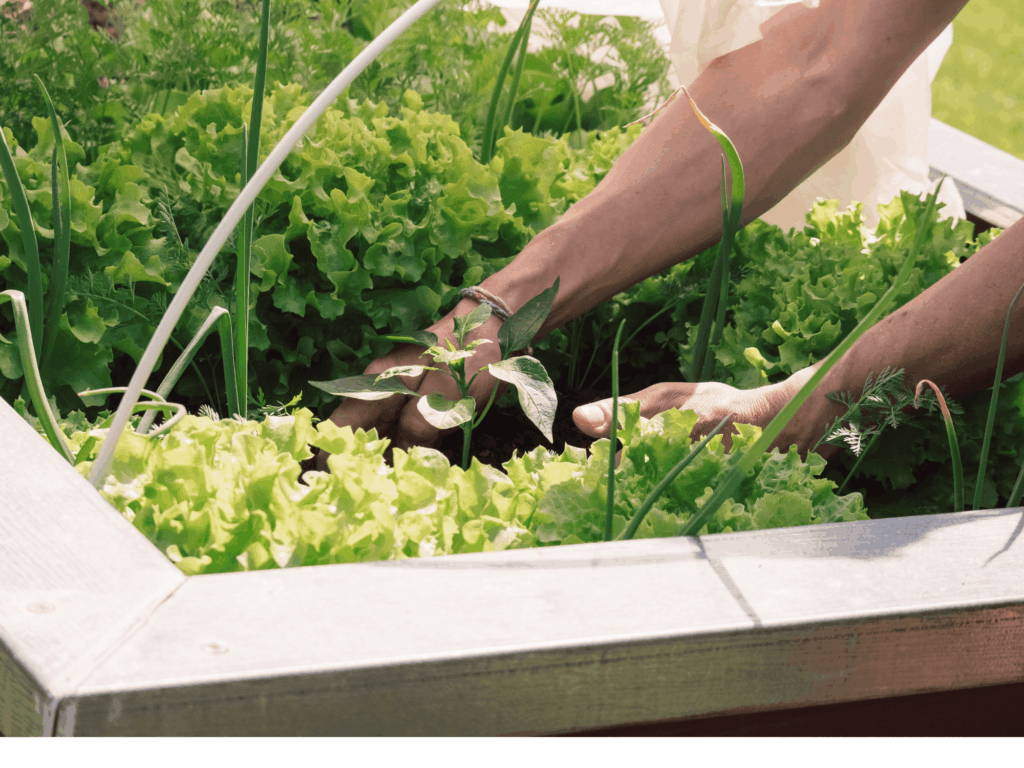 Entretien jardin potager nourricier