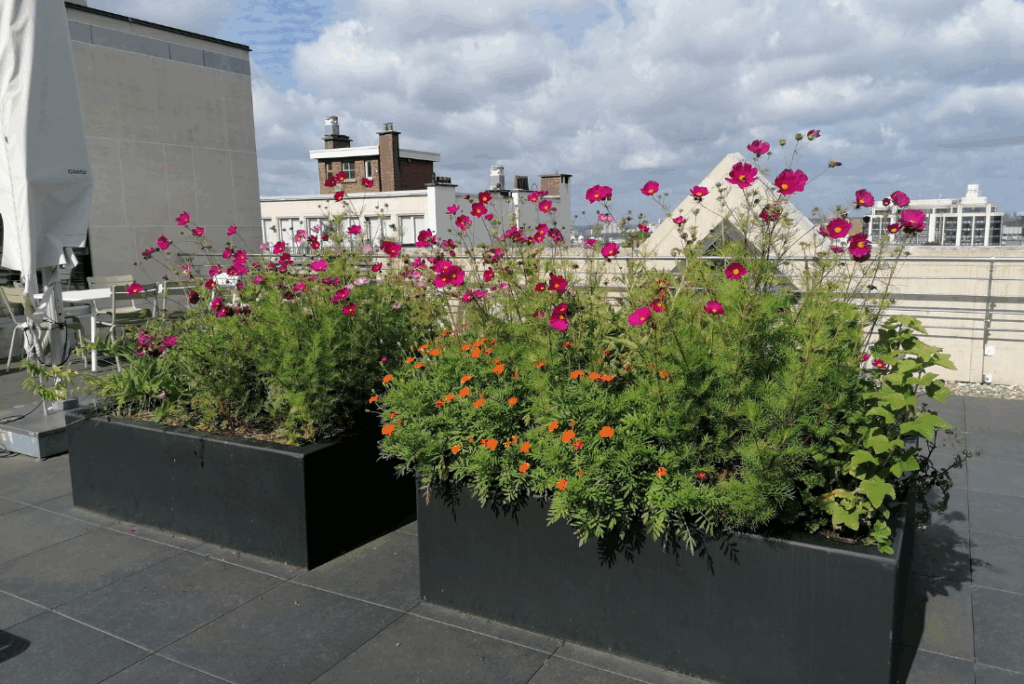 Bacs fleuris et nourriciers terrasse d'entreprise