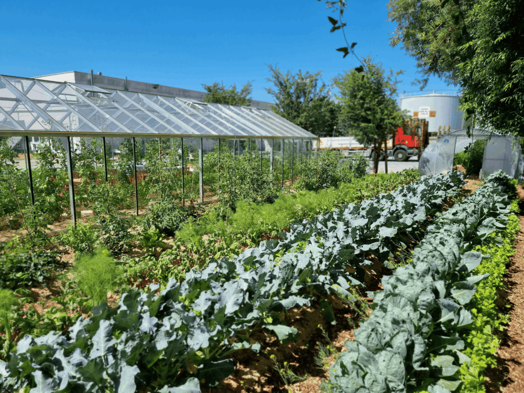 Potager d'entreprise