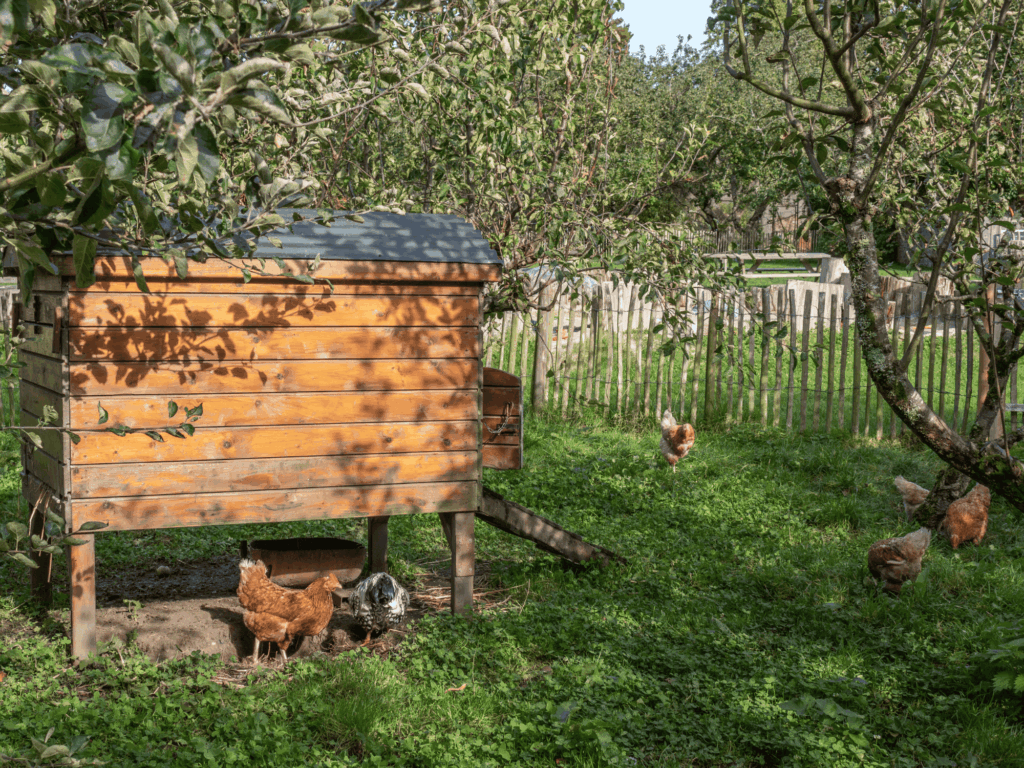 Poulailler sur mesure